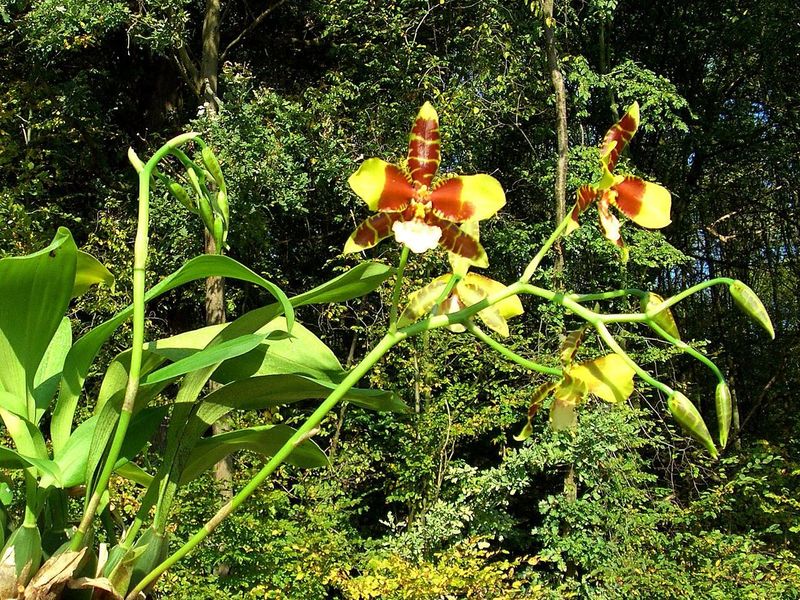 Tiger Orchid